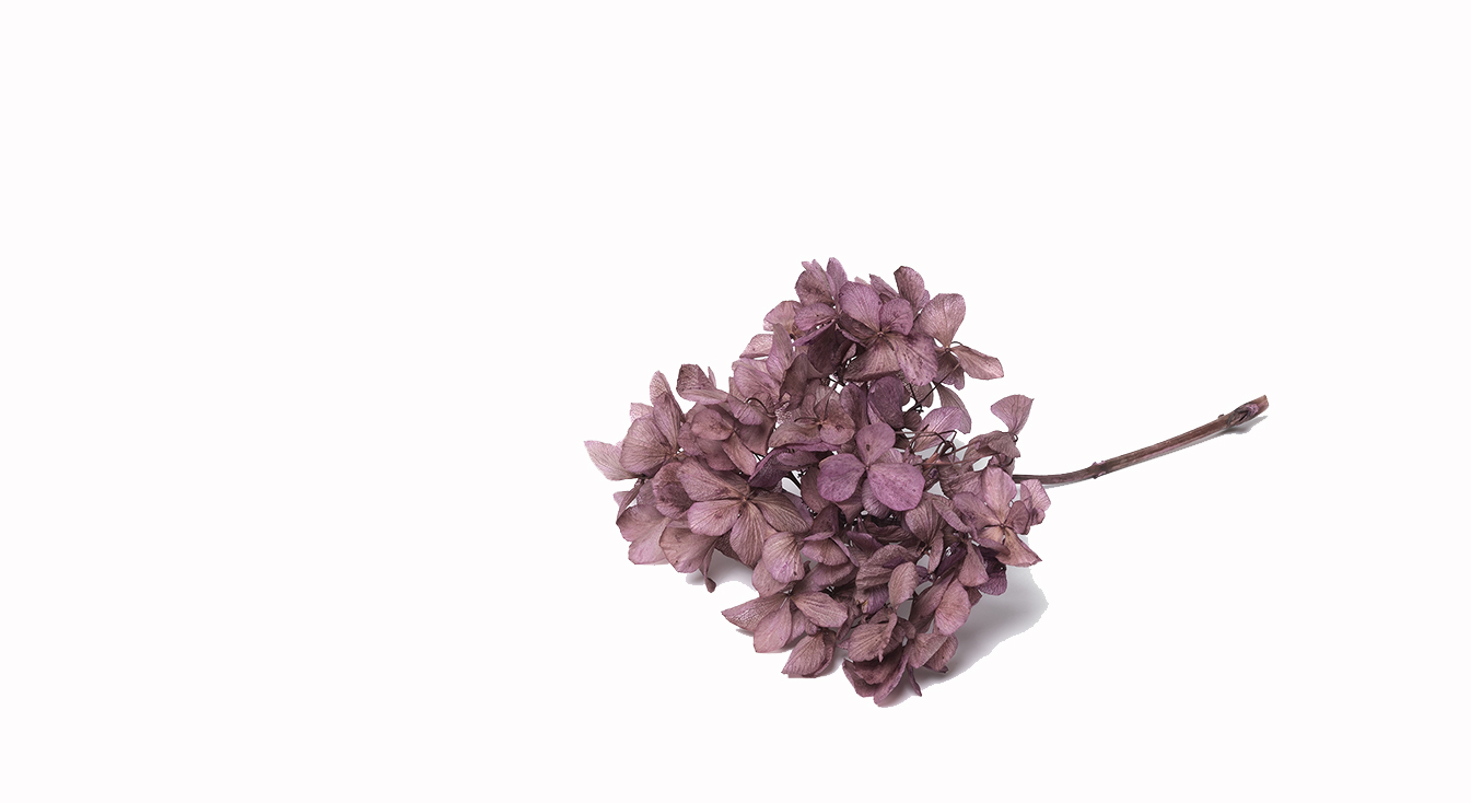 IKIGAI_SaraBiassu_Slider3